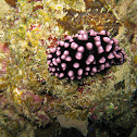 Phyllidiella nigra