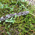 Eastern Ratsnake
