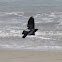 (Male) Brewer's Blackbird