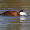 Ruddy Duck