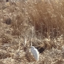 Giant Egret