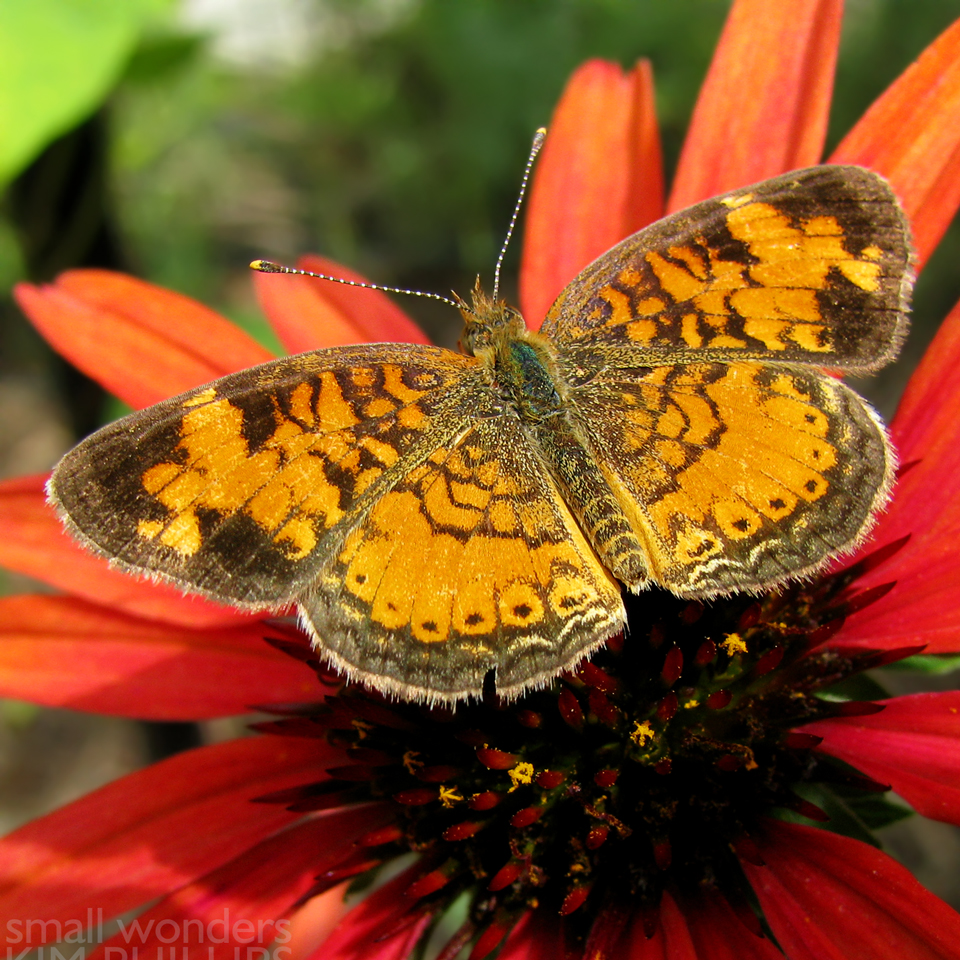 Northern Crescent - male