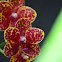 Orquídea  Phaleonopsis  híbrida