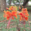 Peacock Flower
