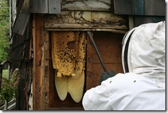 removing honey bees from a home