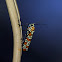 Ailanthus Webworm Moth
