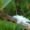 Flatid Planthopper