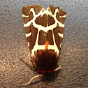 Garden tiger moth