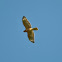 Red Shouldered Hawk