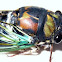 Lyric Cicada