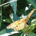Gulf Fritillary