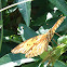 Gulf Fritillary