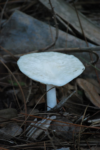 Spotting Image 1