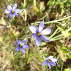 Blue-eyed Grass
