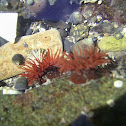 Beadlet Anemone