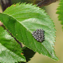 Predatory Stink Bug Eggs (Asopinae)