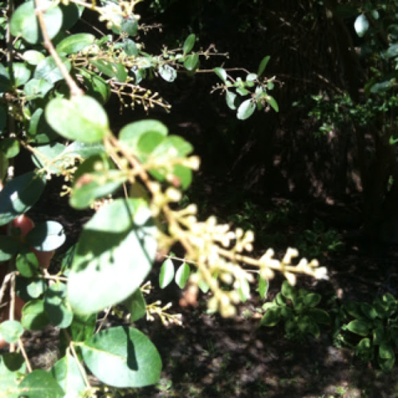 Spotting Image 1