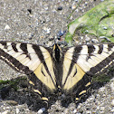Western Tiger Swallowtail