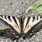 Western Tiger Swallowtail