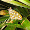 Gulf Fritillary