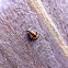 Multicolored Asian Lady Beetle Pupa