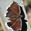 Mourning Cloak