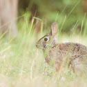 Eastern Cottontail