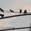 Rock Pigeon