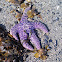 Ochre sea star