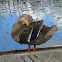 Mallard