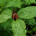 Prairie trillium, Bloody butcher