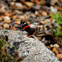 Red Admiral