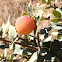 Shrub Live Oak