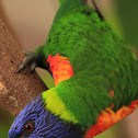 Rainbow Lorikeet