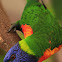 Rainbow Lorikeet