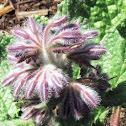 Borage