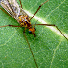 Tiger Crane Fly