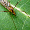 Tiger Crane Fly