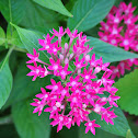 Egyptian Star Cluster