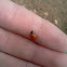Blood-red ladybeetle