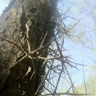 Honey locust