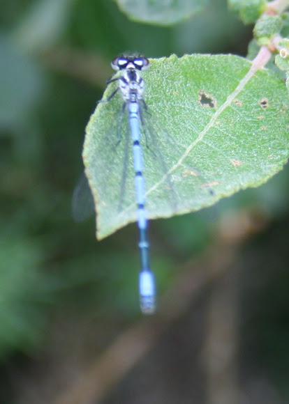 Spotting Image 1