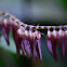 Orquidea Stelis