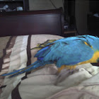 Blue and Gold Macaw
