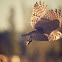 Burrowing Owl