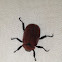Grapevine beetle