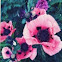 Poppy