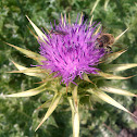 Scotch Thistle