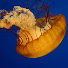 Jellyfish