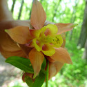 Swan Pink and Yellow Columbine